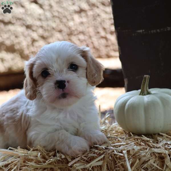 Hudson, Cava-Tzu Puppy